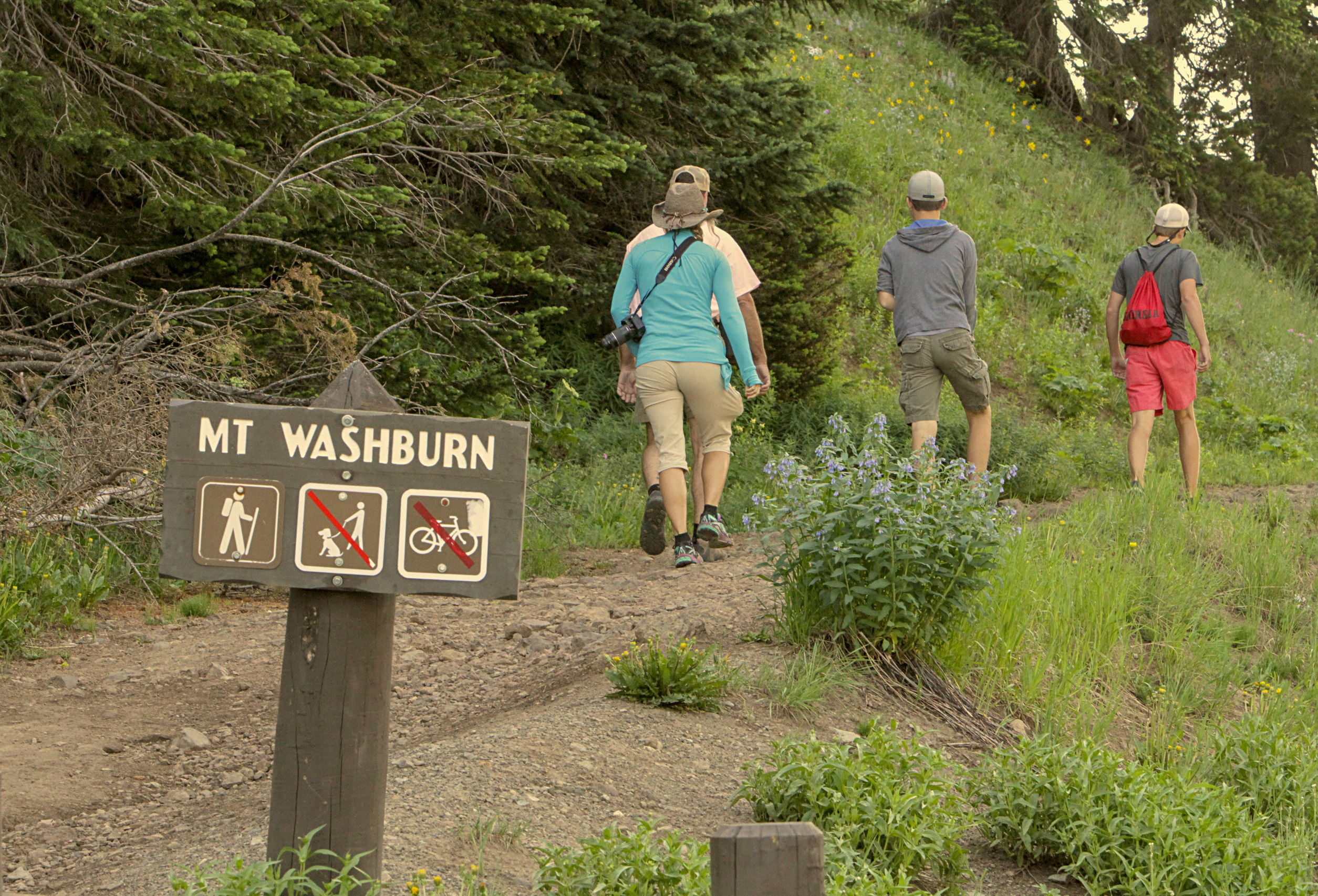 Four hikers walk uphill on a trail away from a sign that says, "Mt. Washburn".