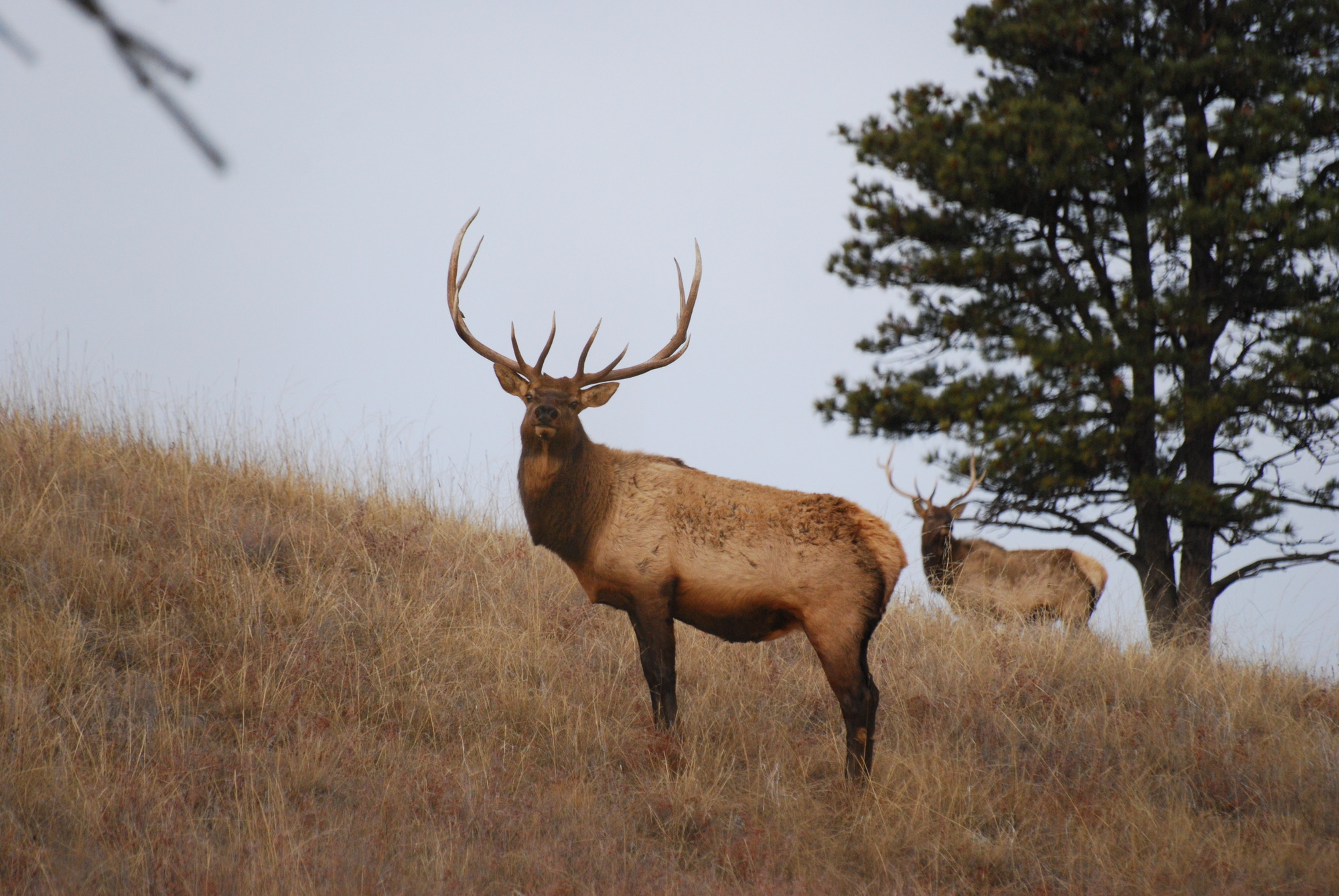 two male elk with large antlers standing on a hillside
