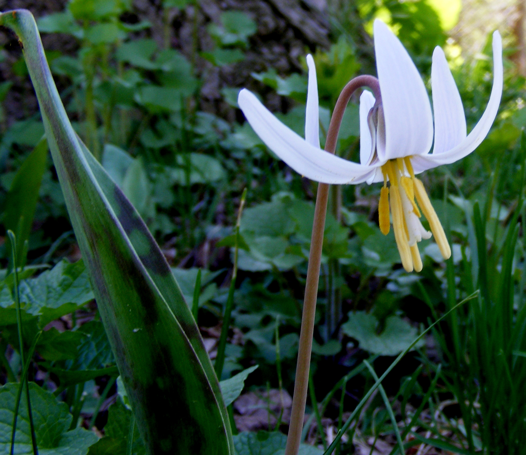 A long, thick stem -- brownish in color -- stretches up from the bottom of the image almost all the way up to the top. A couple inches from the top edge of the photo, the stem curves downward so much so that the flower itself points downwards. The white pistil and yellow stamens of the lily point downward as the white petals curve upwards. 
