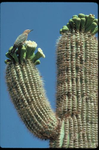 Fauna and Other Views at Organ Pipe National Monument, Arizona