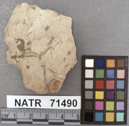 NATR   71490 -- Ledbetter Cluster projectile point