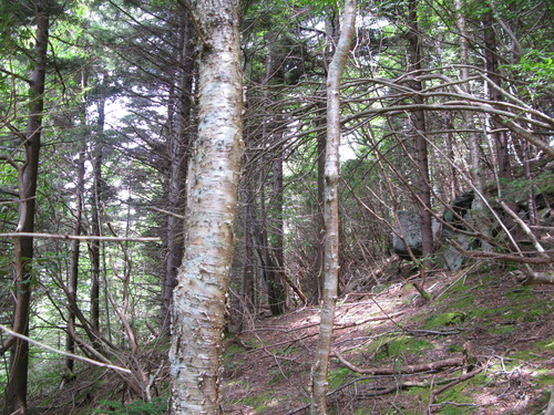 GRSM Accuracy Assessment. Plot Code: GRSM_AA_0805_2