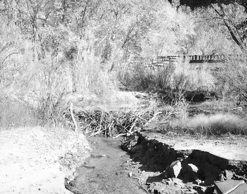 A beaver dam construction on Weeping Rock creek near the bridge.