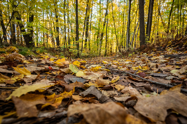 Photograph of a forest scene in autumn with trees covered in colorful foliage and fallen leaves scattered across a trail leading into the forest.