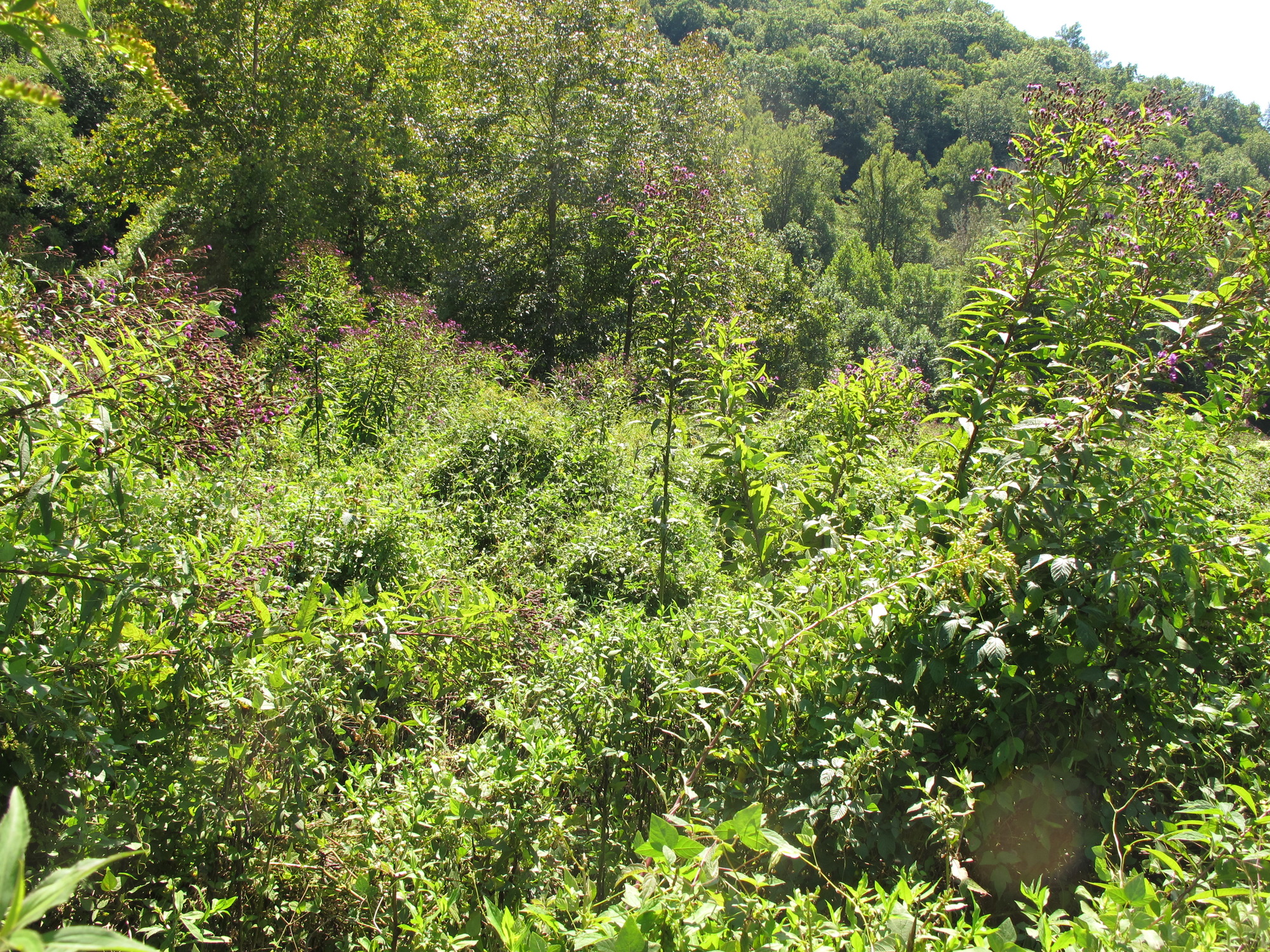 GRSM Accuracy Assessment. Plot Code: GRSM_AA_0776_4