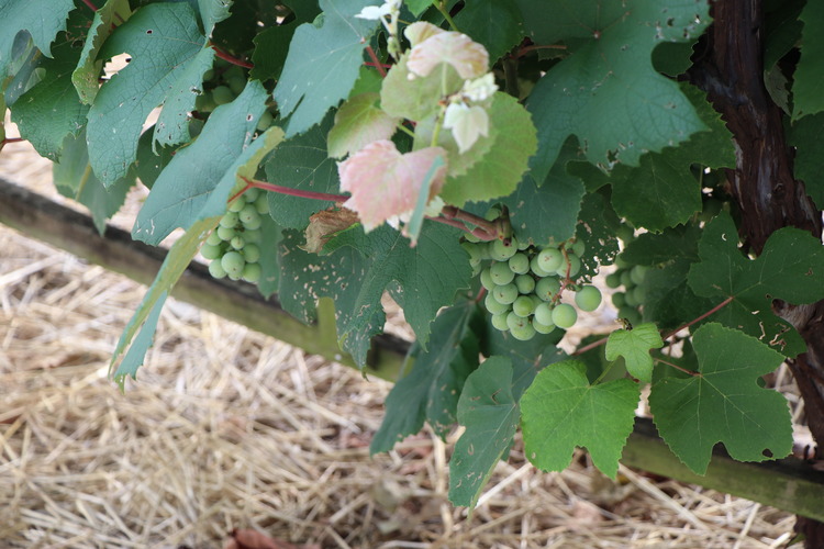 Clusters of green Catawba grapes on the vine with green leaves surrounding.
