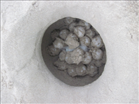 2010 Kemp's ridley sea turtle project at Padre Island National Seashore. In 2010, 74 Kemp's ridley nests were found at Padre Island National Seashore. This was the third most successful season since record keeping began in 1980.