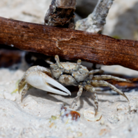 A small gray crab faces the camera with an oversized right claw.
