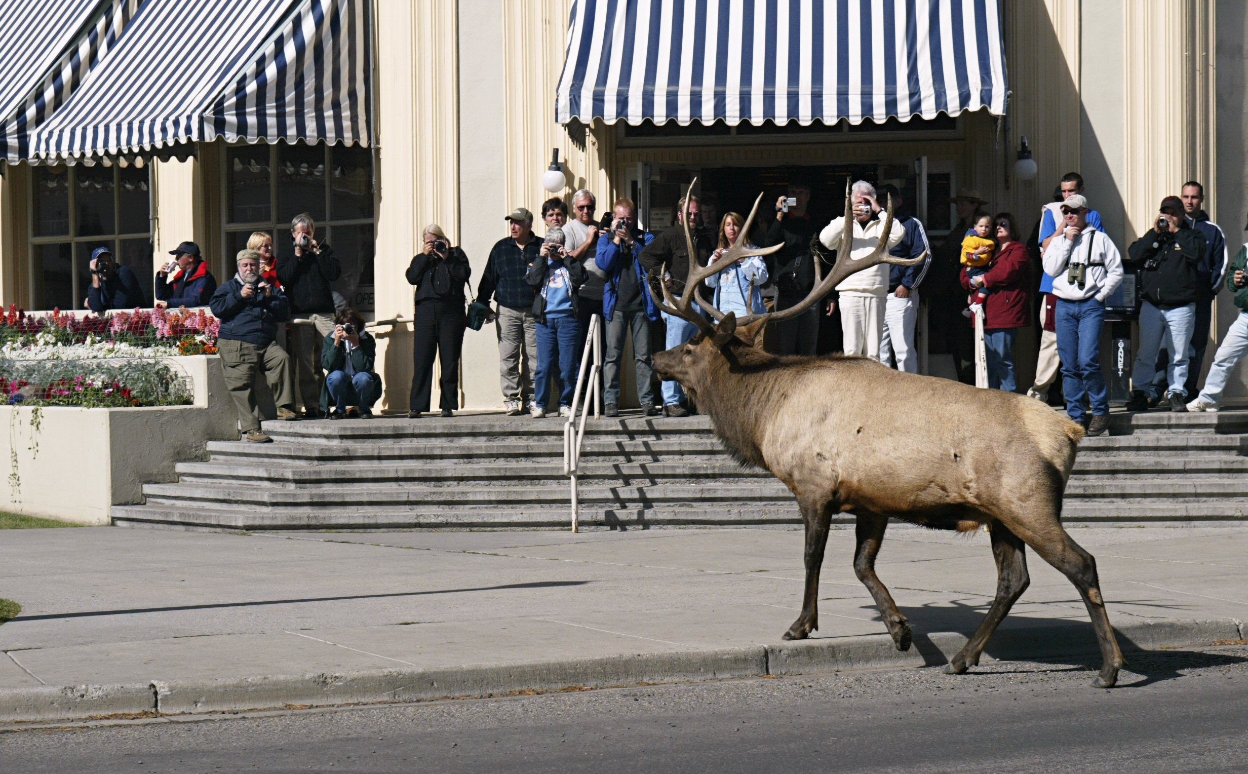 Bull elk with full set of antlers in walking up on the sidewalk in front of a restaurant with many onlookers.