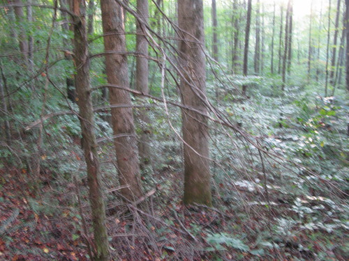 GRSM Accuracy Assessment. Plot Code: GRSM_AA_0289_5