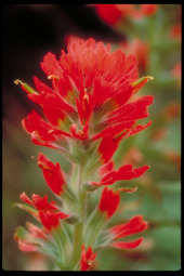 J58B6_Paintbrush_Coreopsis