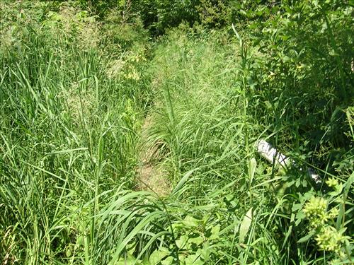 Trail corridor on Isle Royale before or during rehabilitation work.