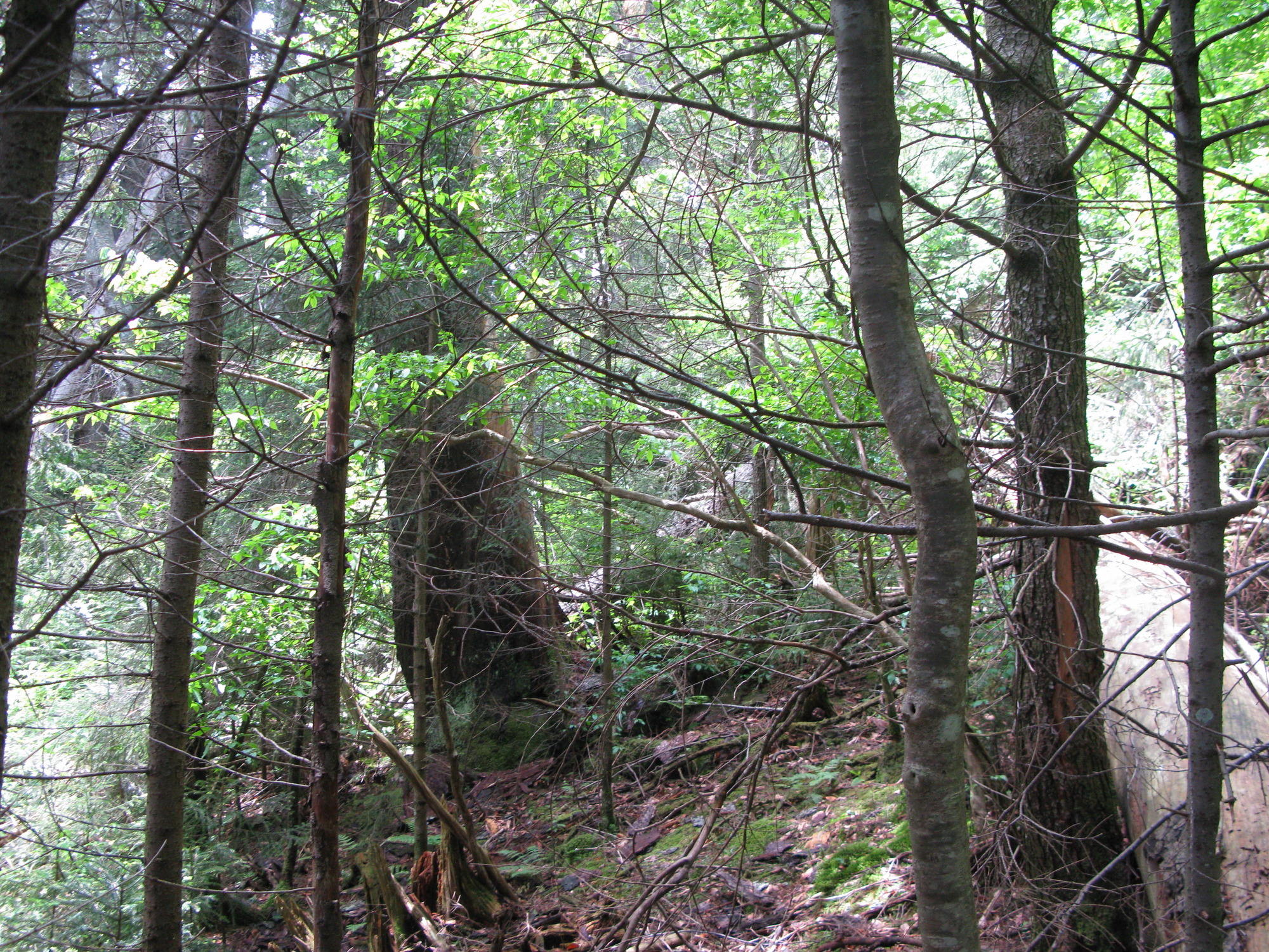 GRSM Accuracy Assessment. Plot Code: GRSM_AA_0138_6