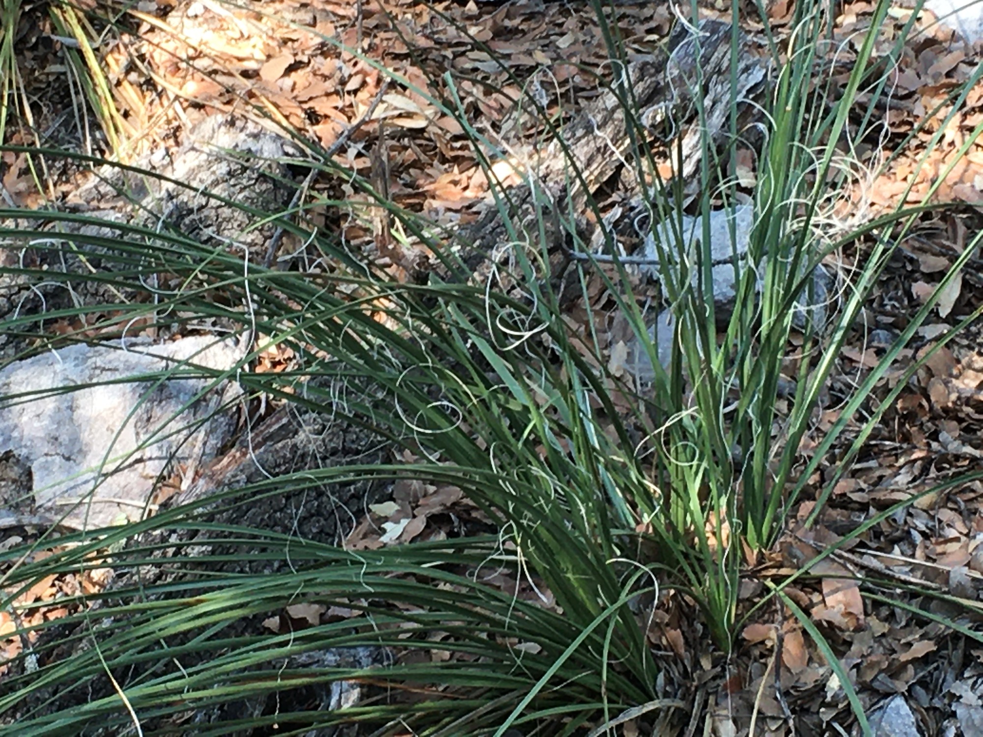 Close up a plant that is made up of clusters of grass