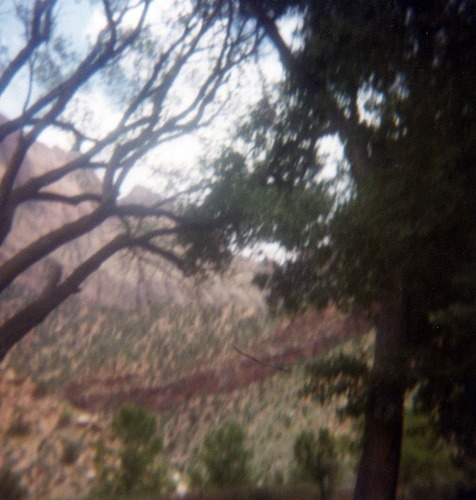 Trees involved in pruning operations.