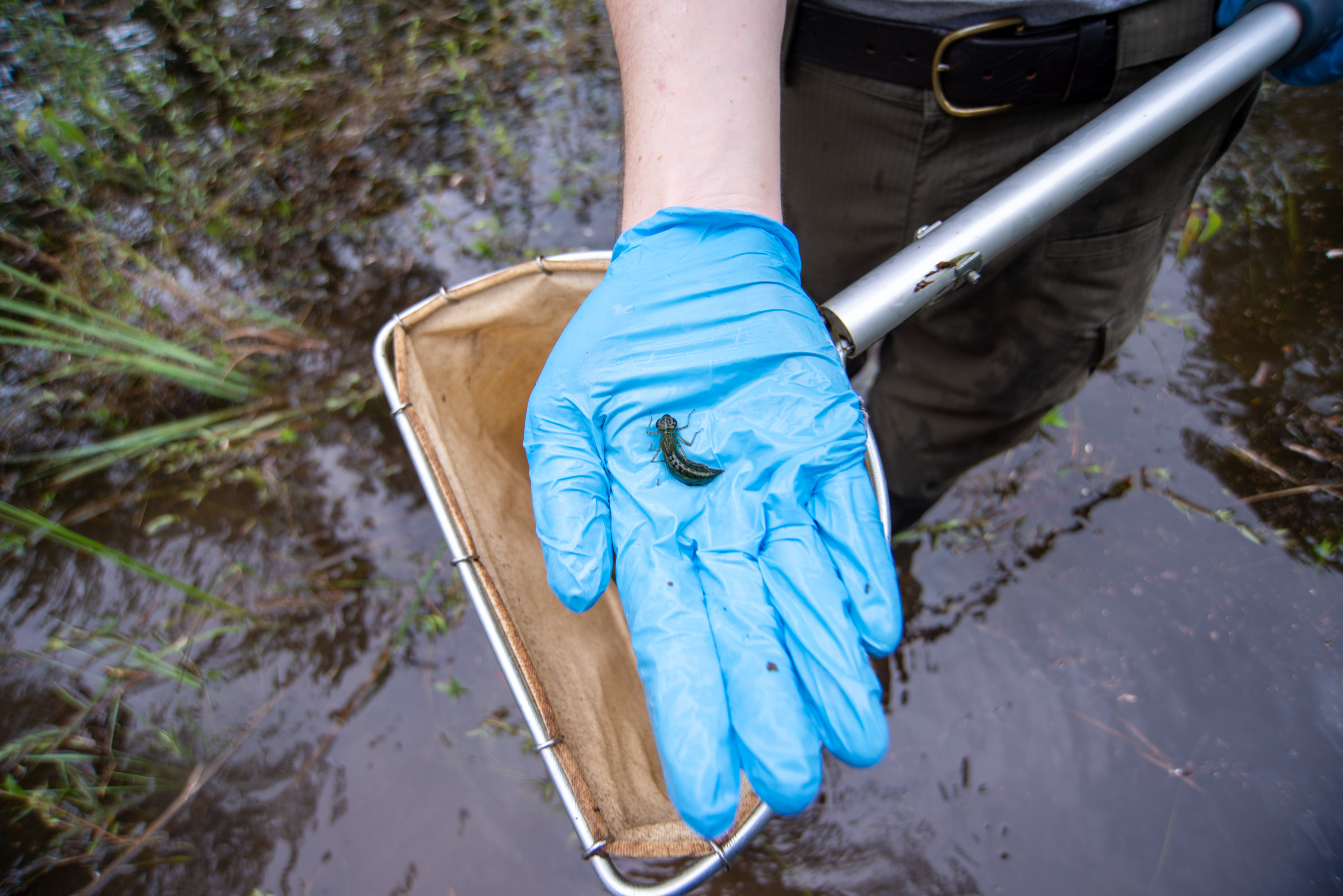 A researcher's hand, wearing a blue glove, holding a dragonfly larva over a net