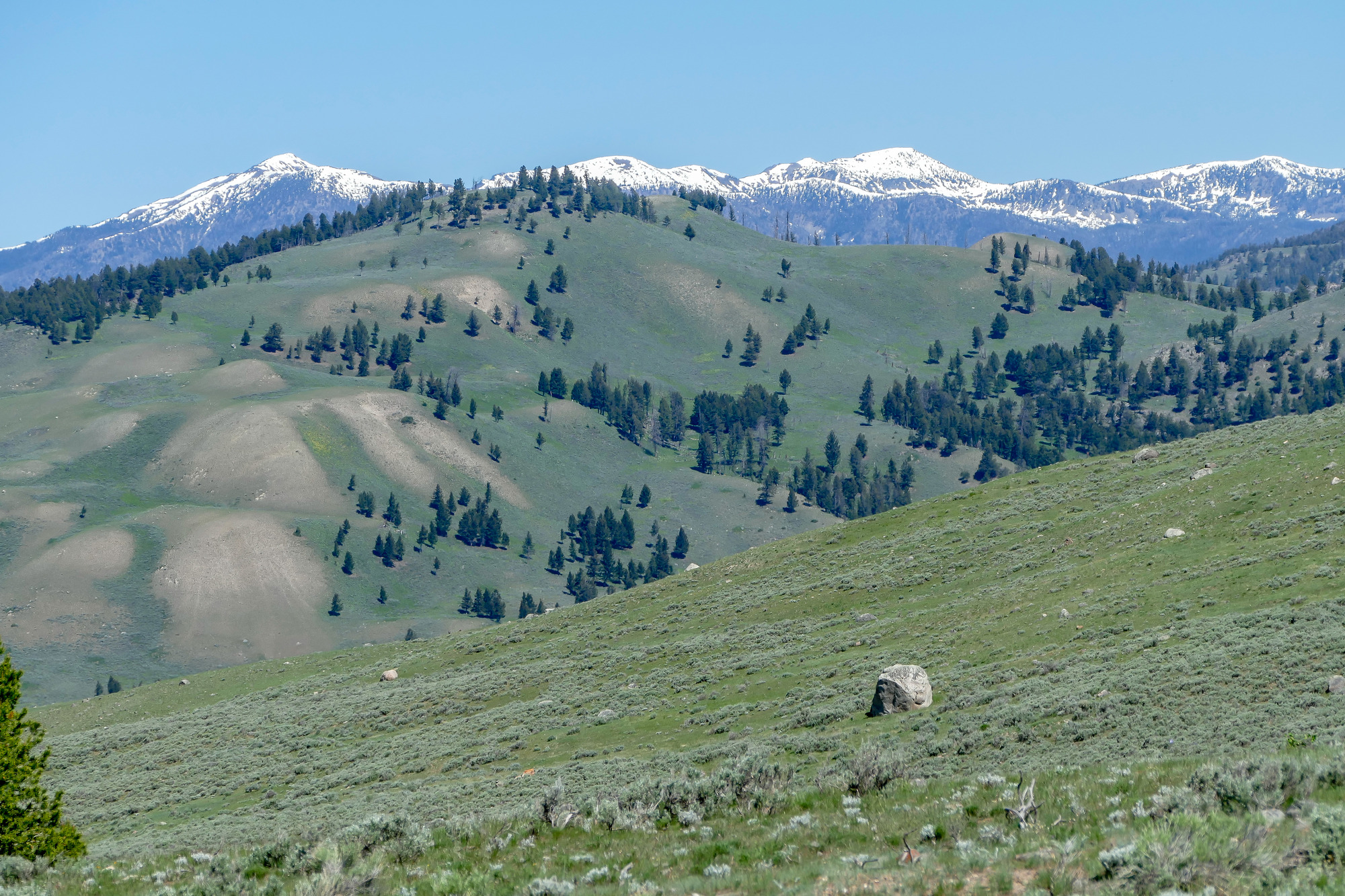 Looking across rugged green, grassy hills at snow covered mountains in the background.