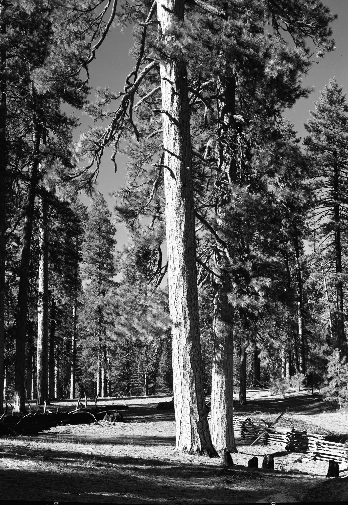 North fence of Cuneo property looking west.