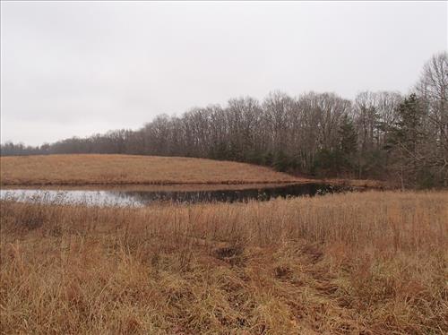 Trees growing on the dams at Big South Fork NRRA in 2013.