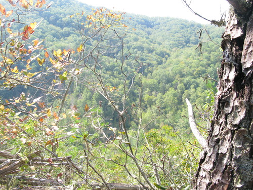 GRSM Accuracy Assessment. Plot Code: GRSM_AA_0182_5