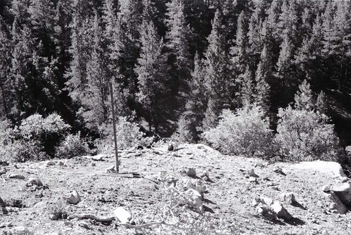 BW photo of the 1937 grazing study 35MM.