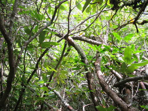 GRSM Accuracy Assessment. Plot Code: GRSM_AA_0072_6