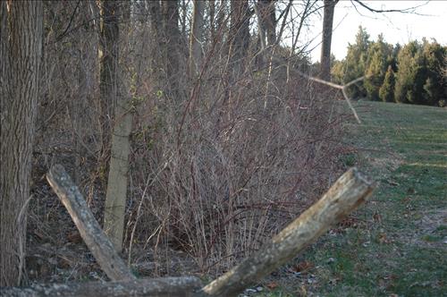 Remove encroaching vegetation from fence at Antietam NB Sharpsburg MD.