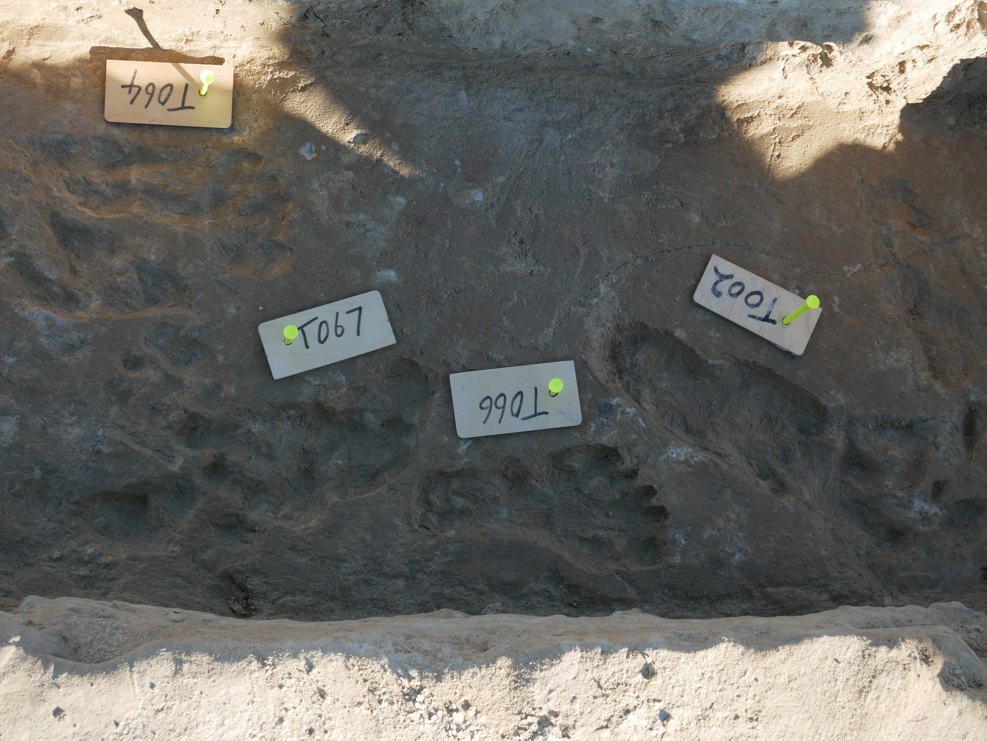 A trench dug-out to demonstrate the sedimentary layers on the side walls. Perspective taken from inside the trench shows footprints found on multiple levels of trench floor. 