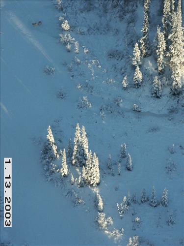 Wolf radio tracking, Denali, 2003/2003