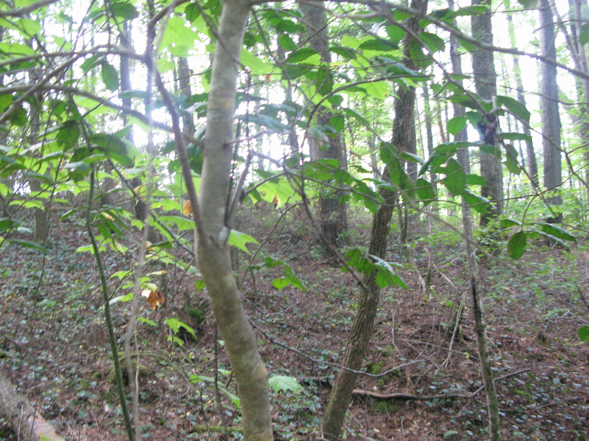 GRSM Accuracy Assessment. Plot Code: GRSM_AA_0539_5