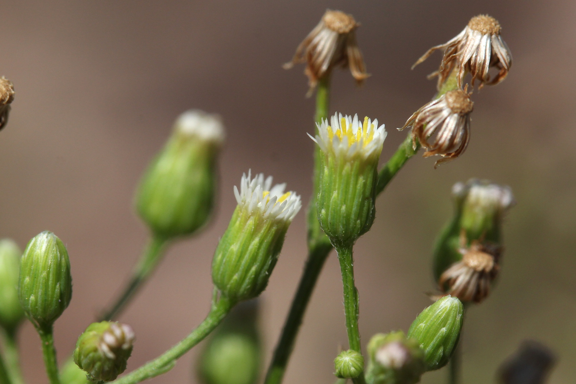 Conyza canadensis, Canadian horseweed