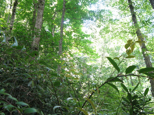 Plot Code: GRSM_AA_0626_6