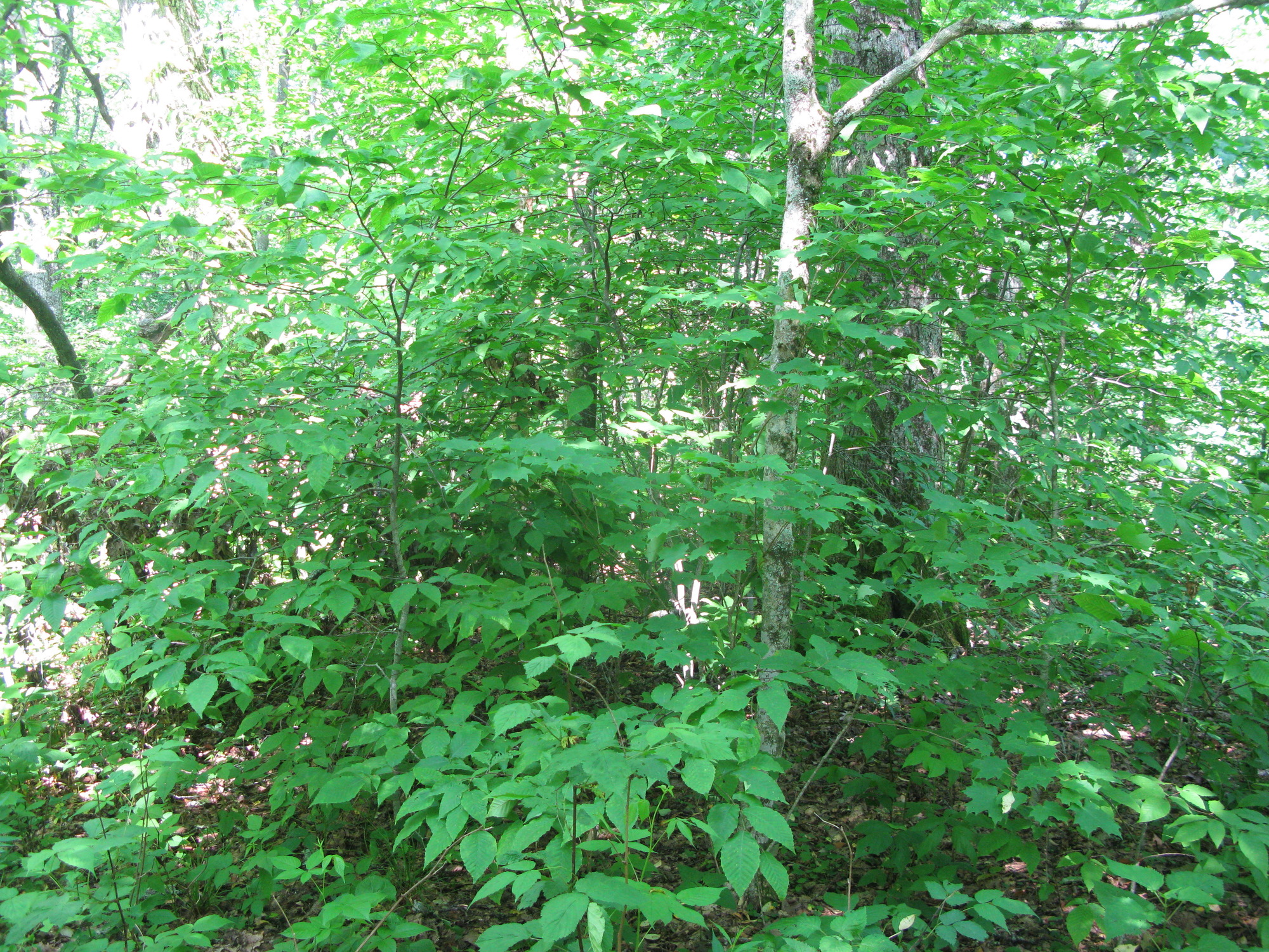 GRSM Accuracy Assessment. Plot Code: GRSM_AA_0495_5