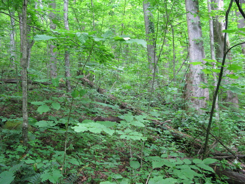 GRSM Accuracy Assessment. Plot Code: GRSM_AA_0290_6