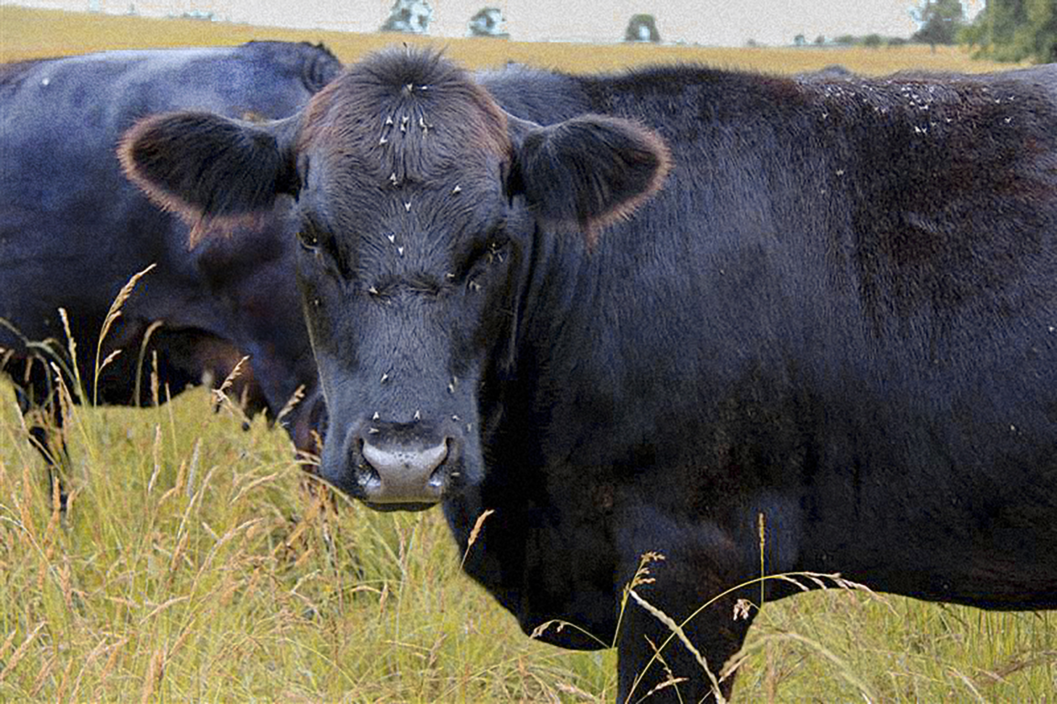 A black angus cow with flies on it's face standing in a grassy field.