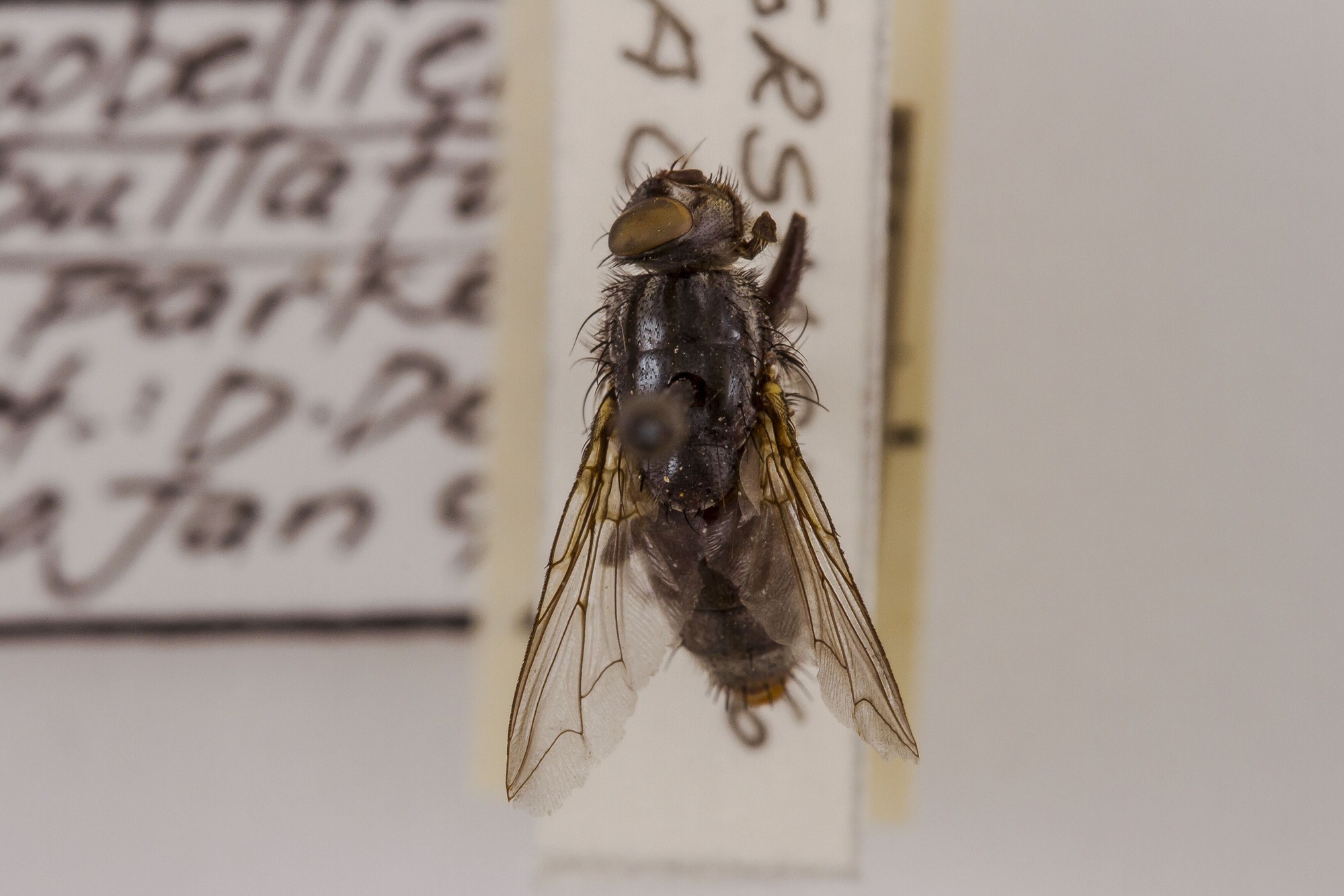 Image of Sarcophaga bullata, a species of Animalia