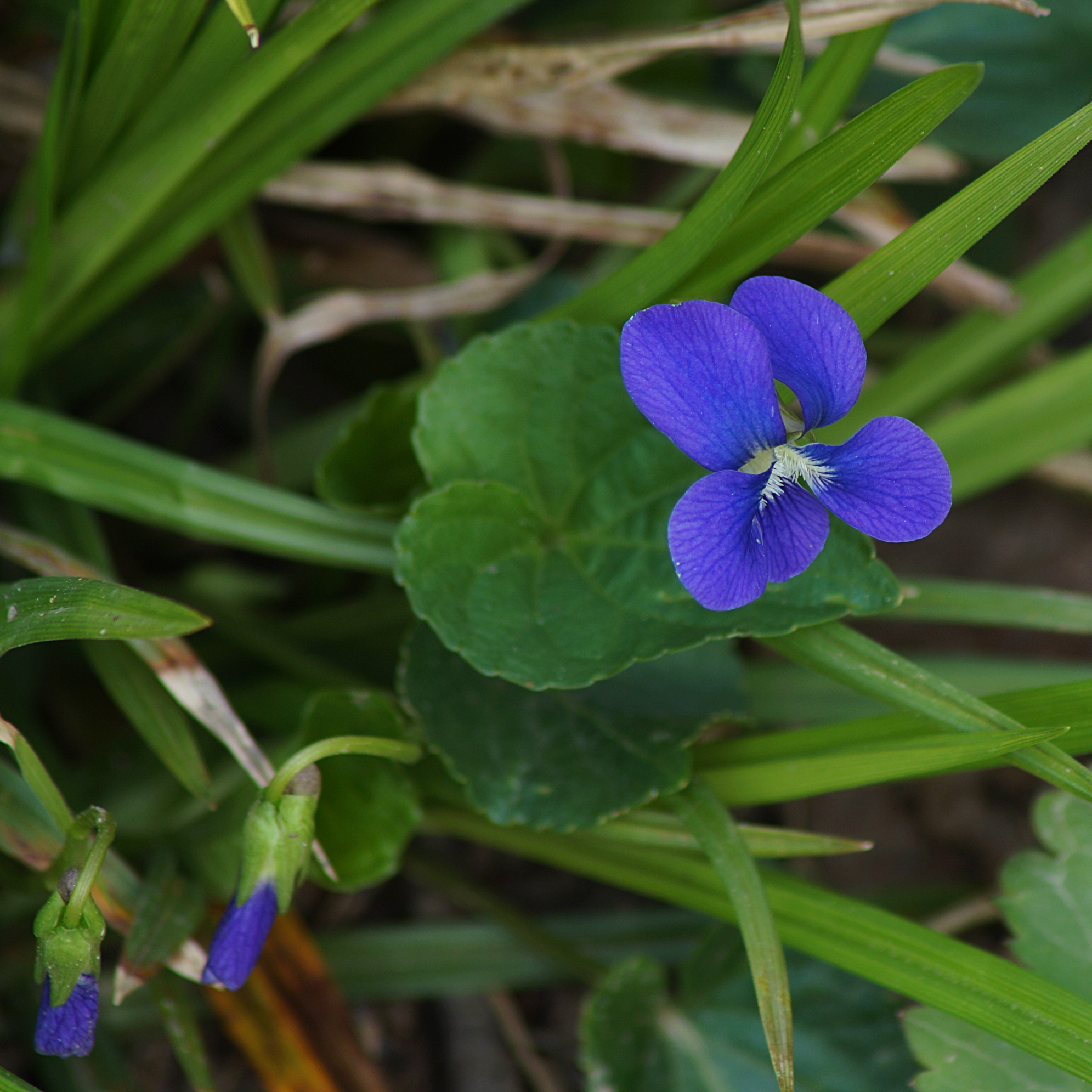A common blue violet with one bloomed blue flower and two buds grows between green grass.