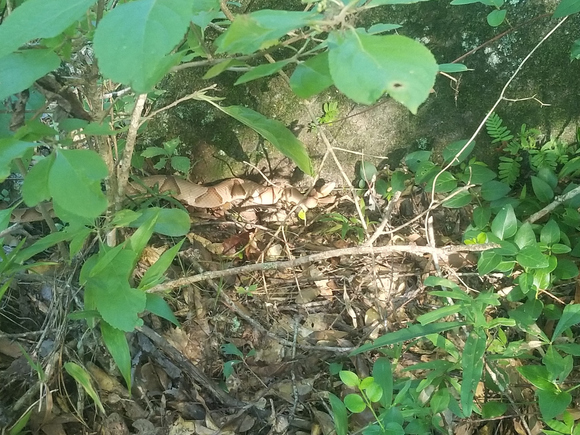 A brown copperhead with dark brown markings crawling at the base of a tree with green leaves in the foreground.
