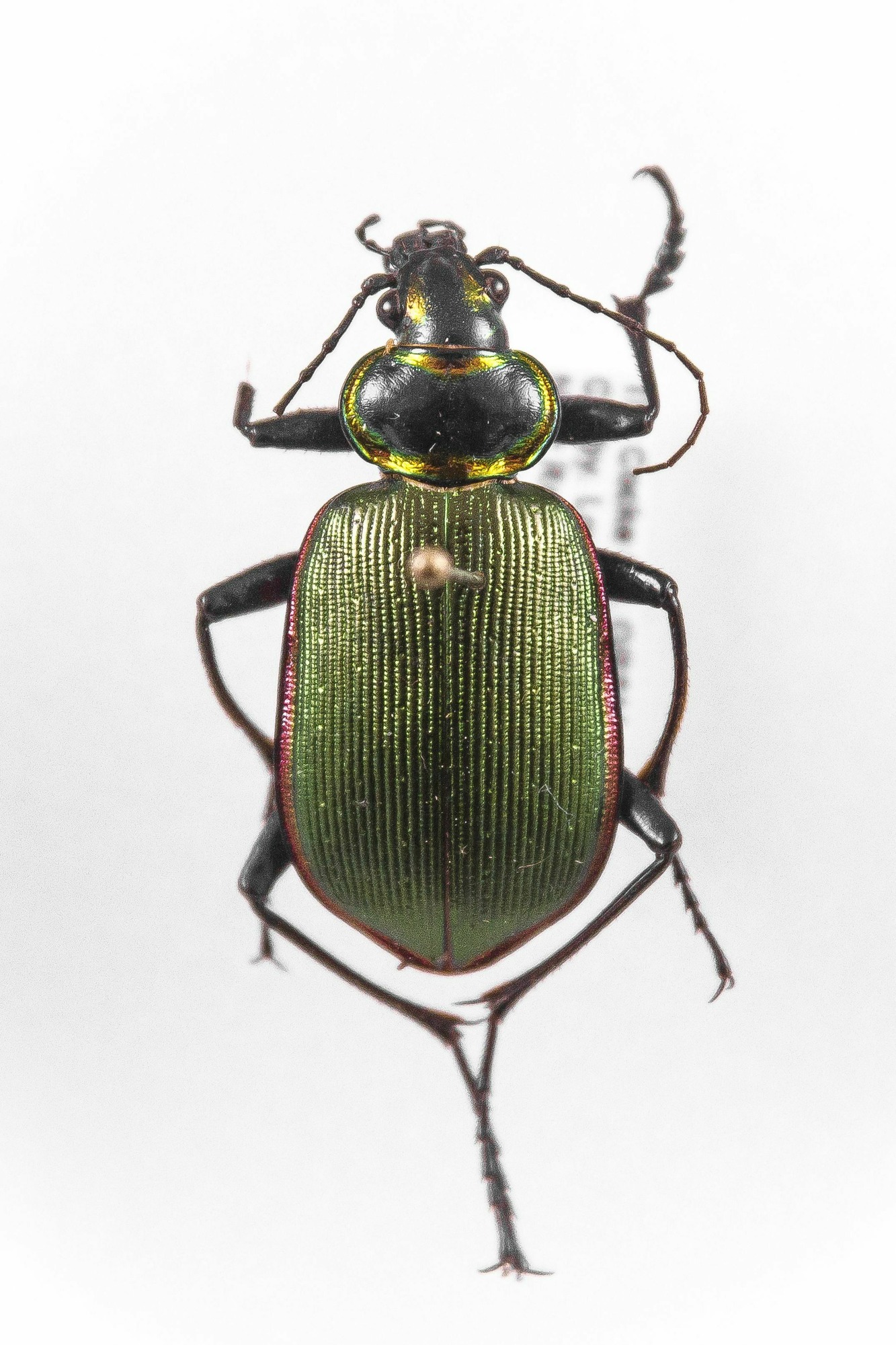 Image of Calosoma scrutator, a species of Animalia