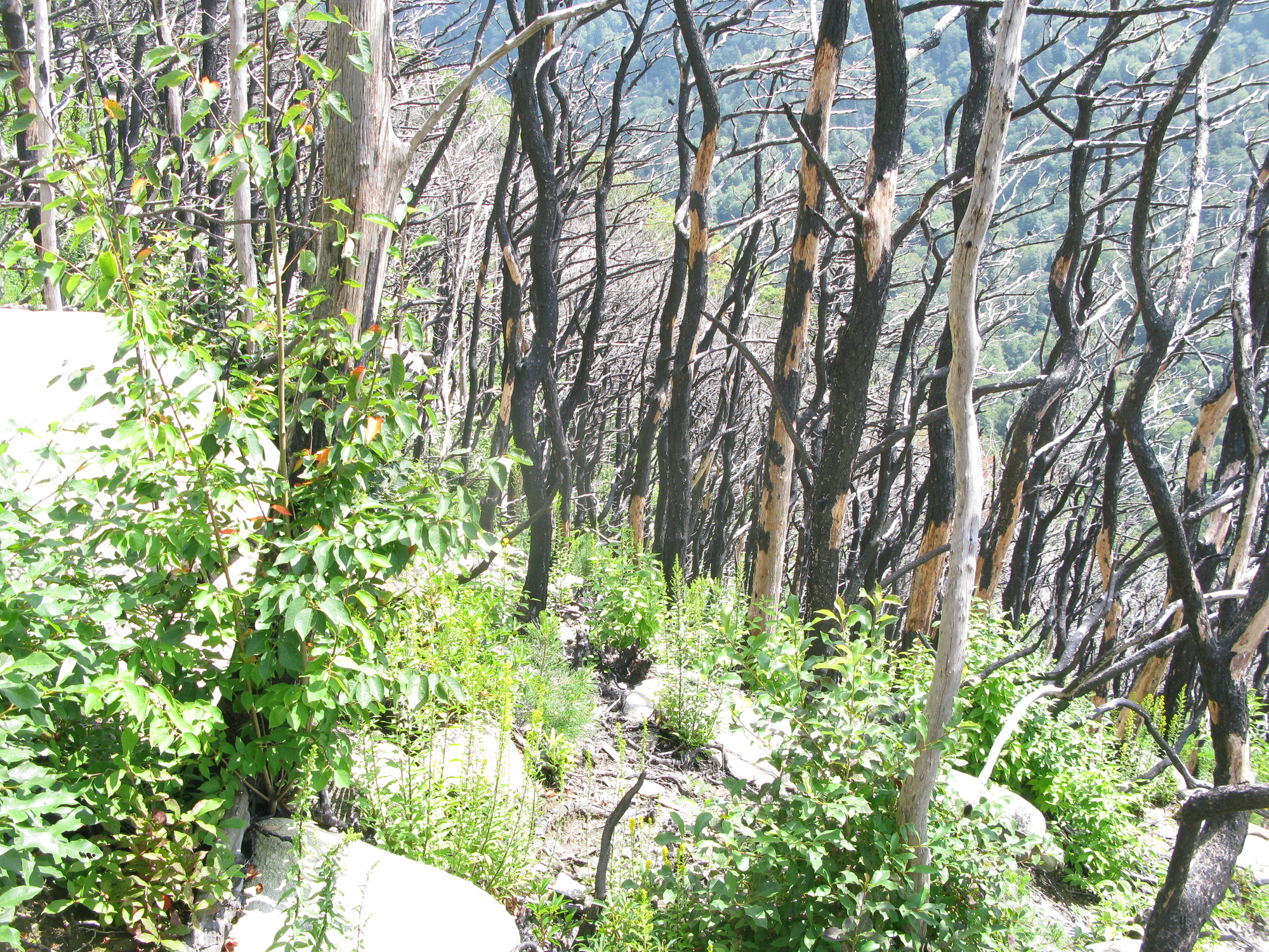 GRSM Accuracy Assessment. Plot Code: GRSM_AA_0840_6