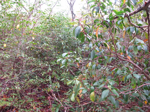 GRSM Accuracy Assessment. Plot Code: GRSM_AA_0121_3