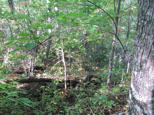 GRSM Accuracy Assessment. Plot Code: GRSM_AA_0233_5