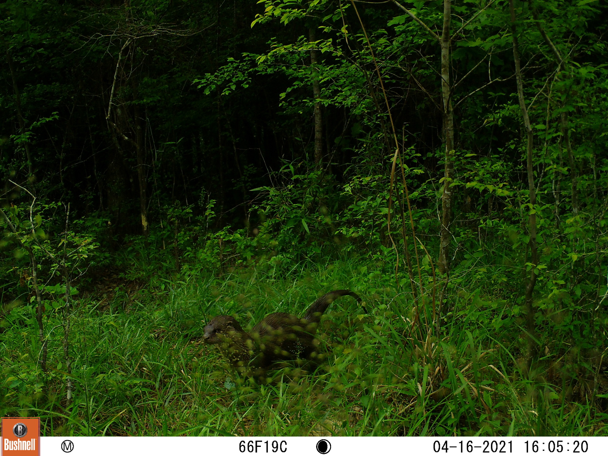 A wet river otter in a patch of grass