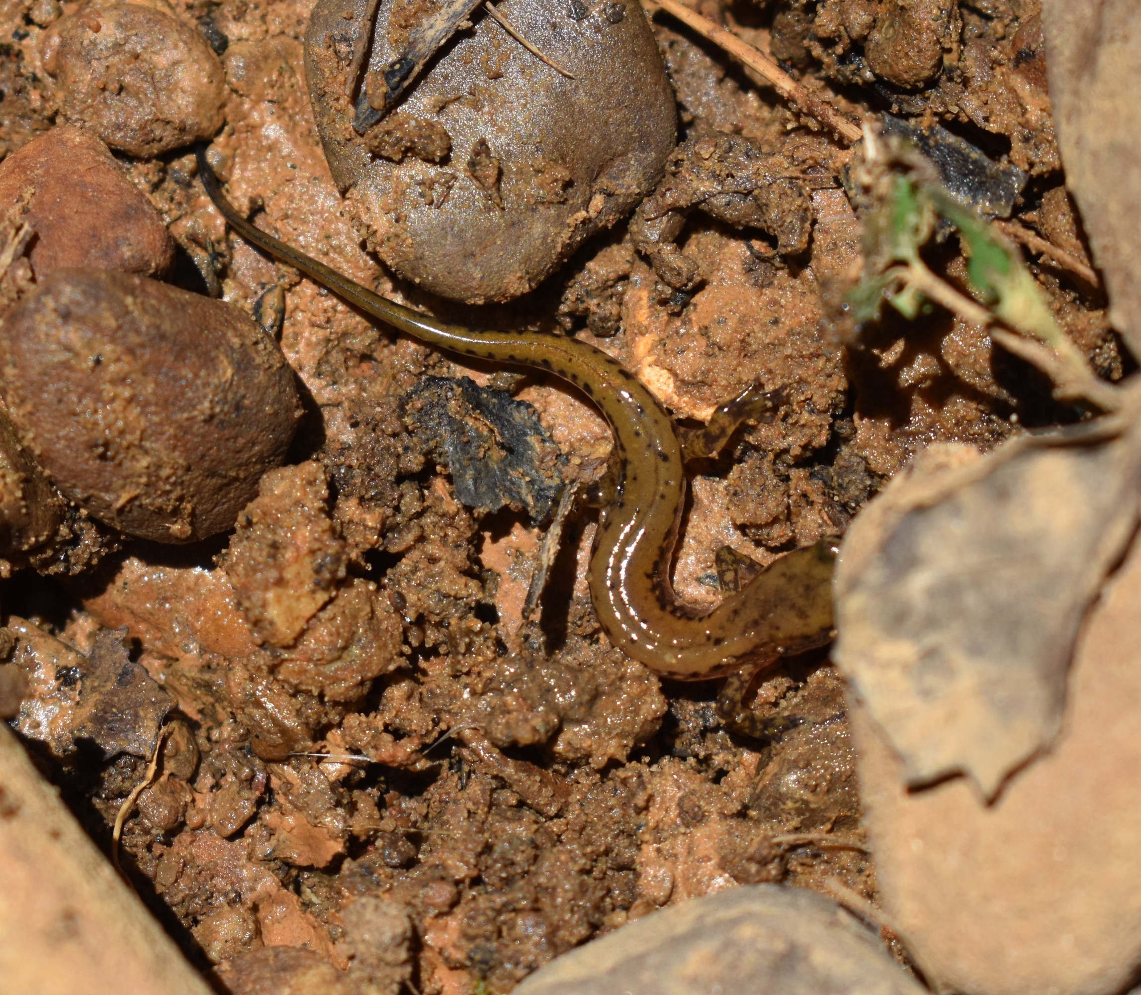 Patch-nosed salamander between rocks