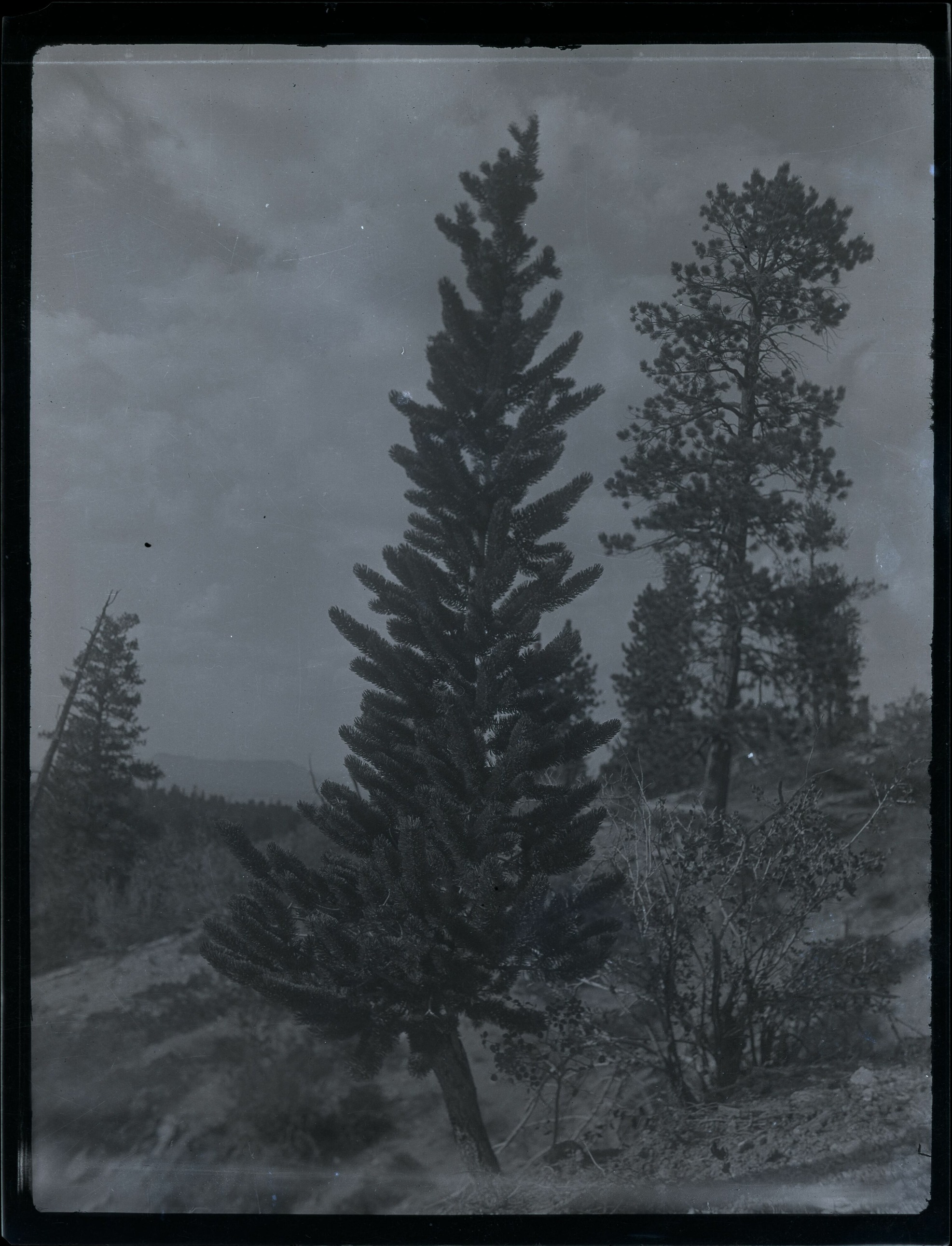 BRCA Museum and Archives Image