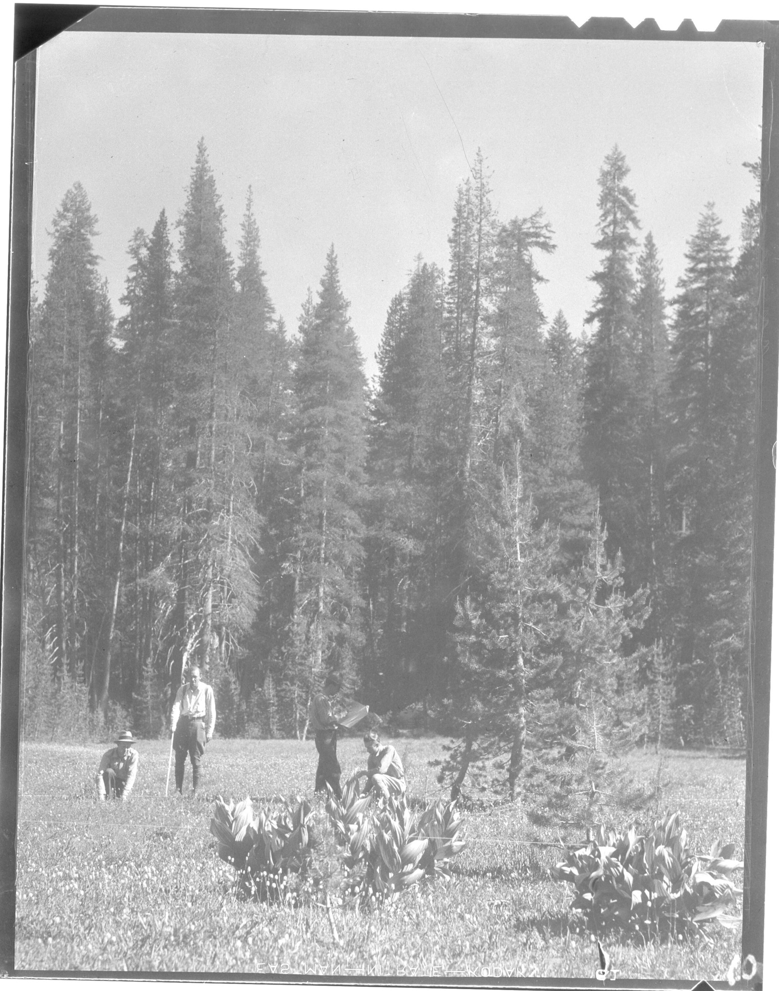 Research reserve Quadrant #3. Members of Field School locating trees.