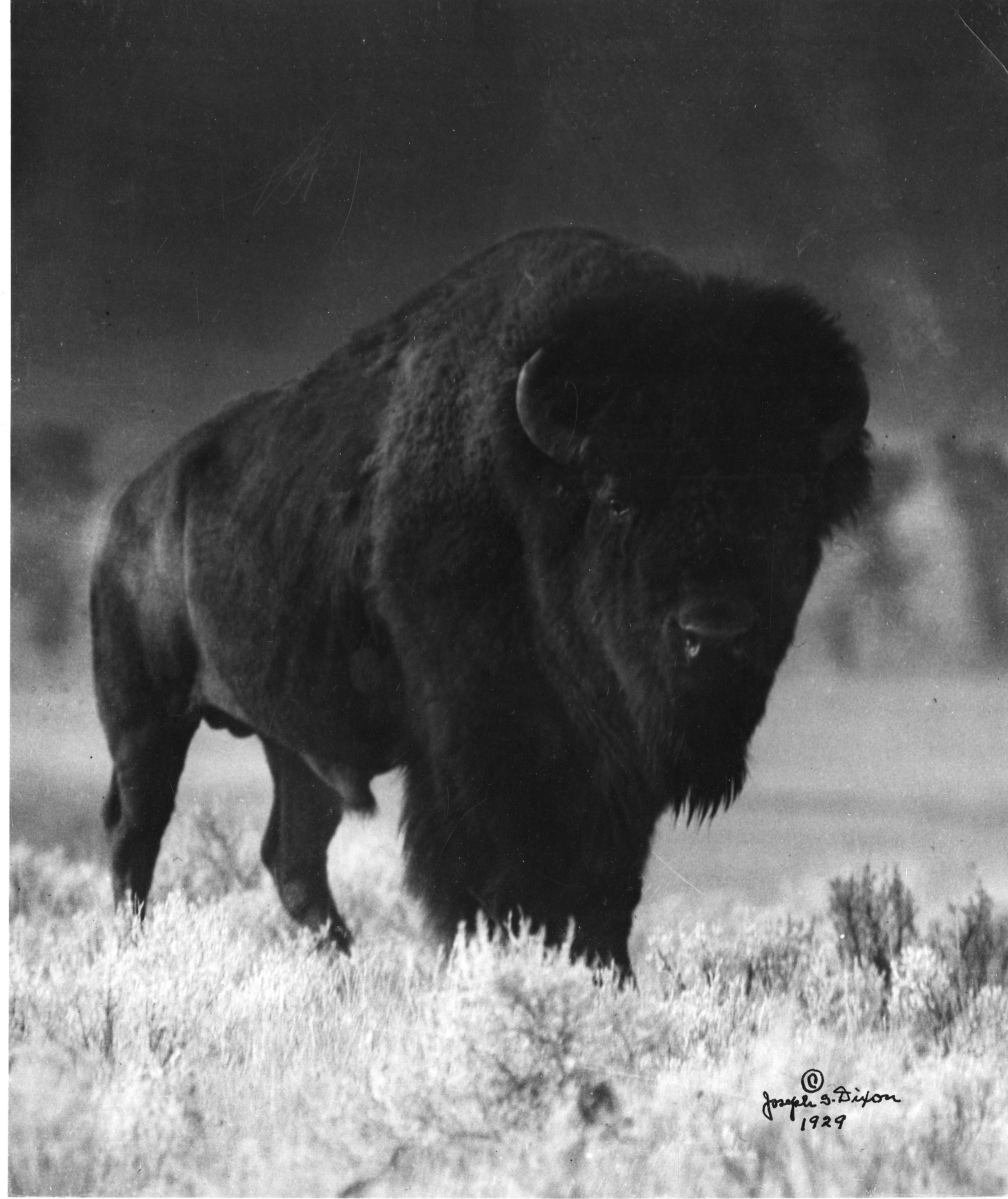 Yellowstone National Park