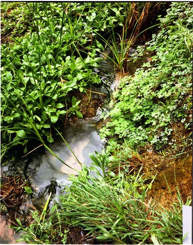 Color Photos of springline habitat - Most photos used in museum exhibits.