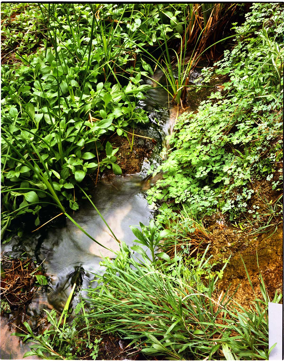 Color Photos of springline habitat - Most photos used in museum exhibits.