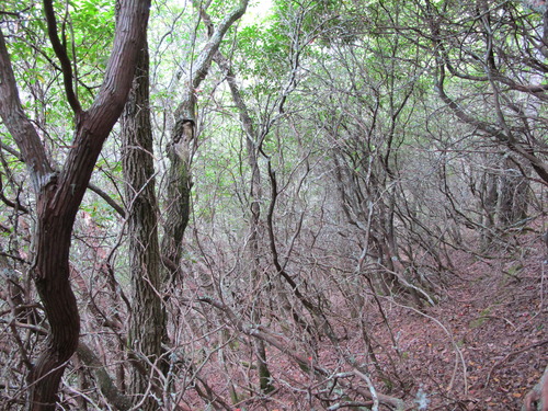 GRSM Accuracy Assessment. Plot Code: GRSM_AA_0916_5